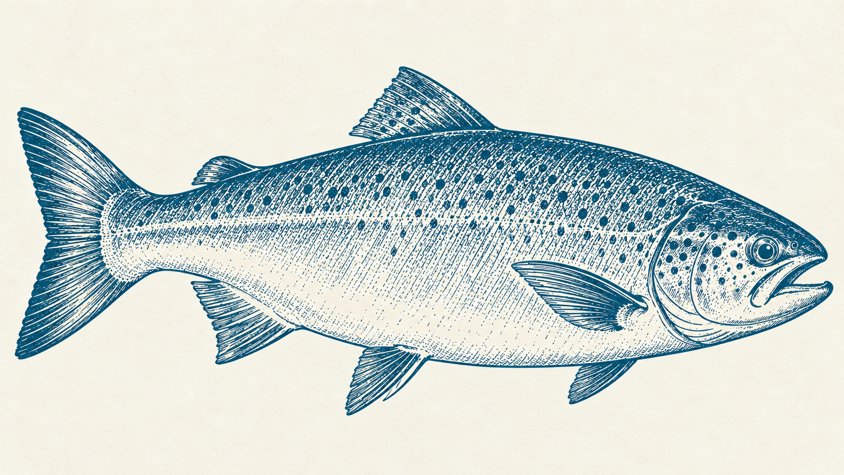 Atlantic Salmon — blue engraved illustration on ivory paper