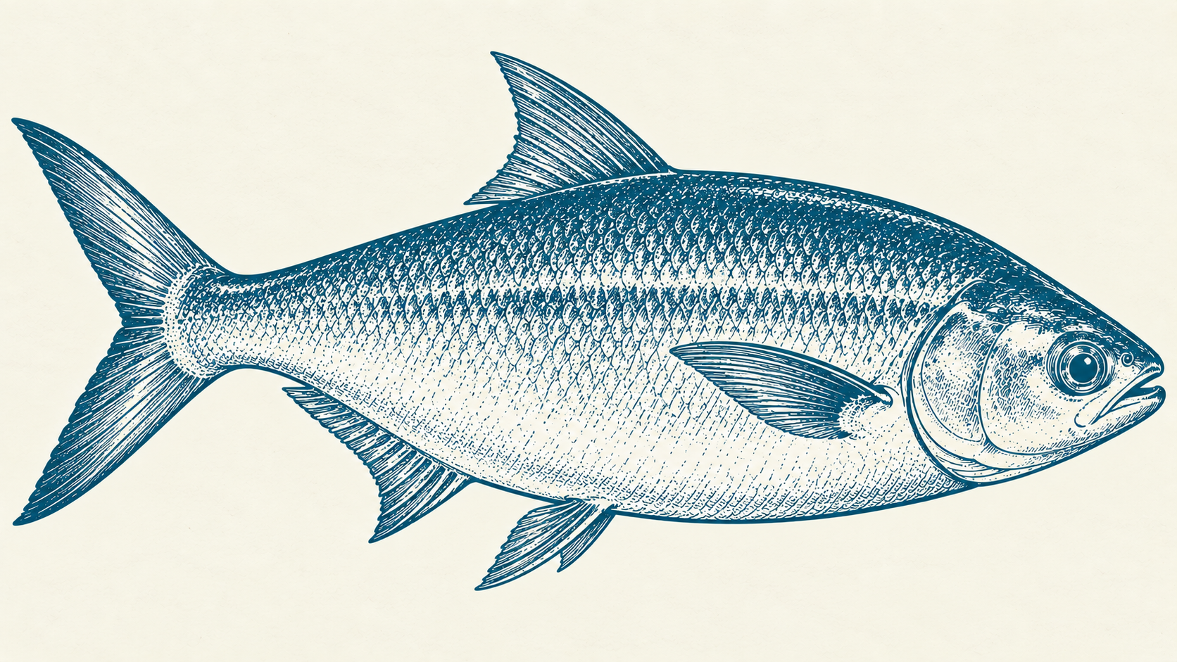 Premium Bangus — blue engraved illustration on ivory paper