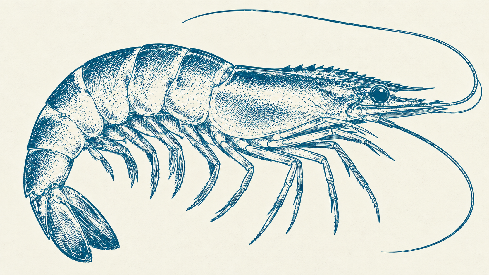 White Shrimp — blue engraved illustration on ivory paper